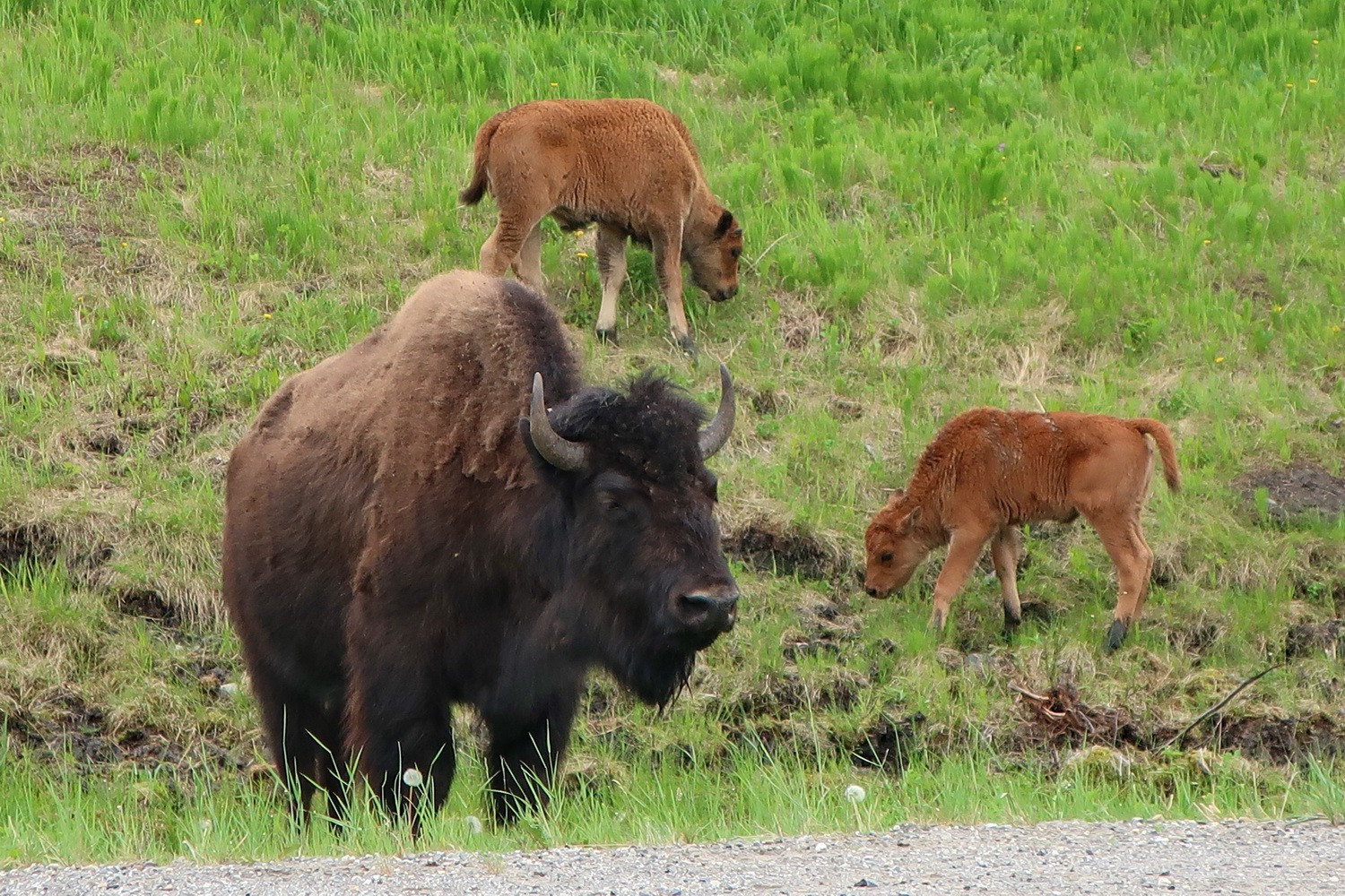 Wood Bison with two cubs